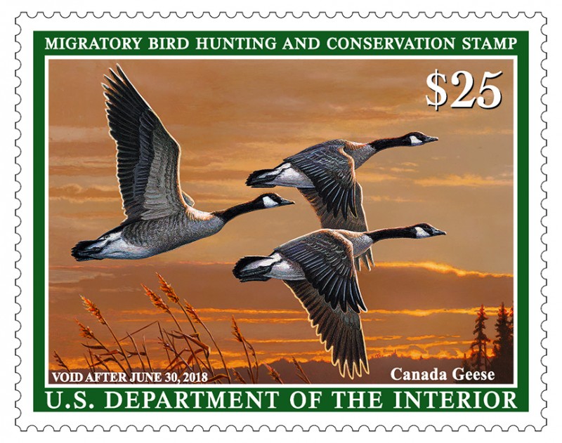 2018-19-federal-duck-stamps-on-sale-now-brookline-bird-club