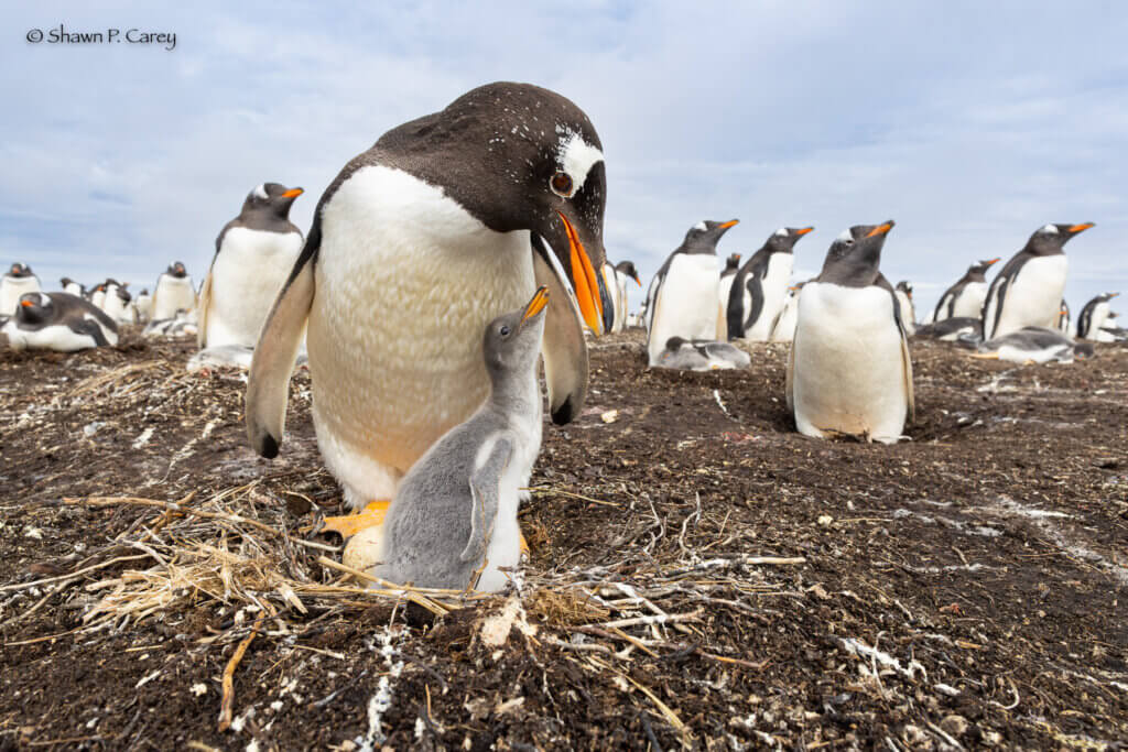 Penguin photo by Shawn Carey