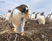 Penguin photo by Shawn Carey